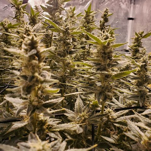 CG/ST growlog timeline photo