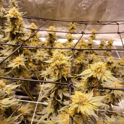 CG/ST growlog timeline photo