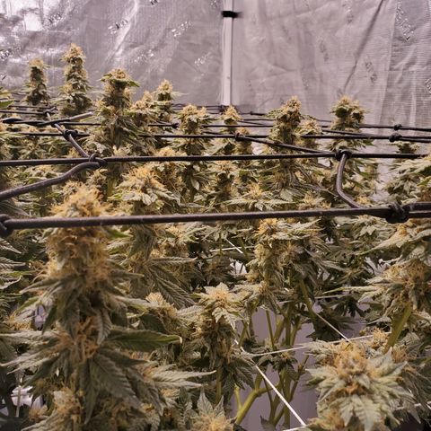 CG/ST growlog timeline photo