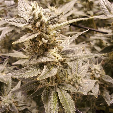 CG/ST growlog timeline photo