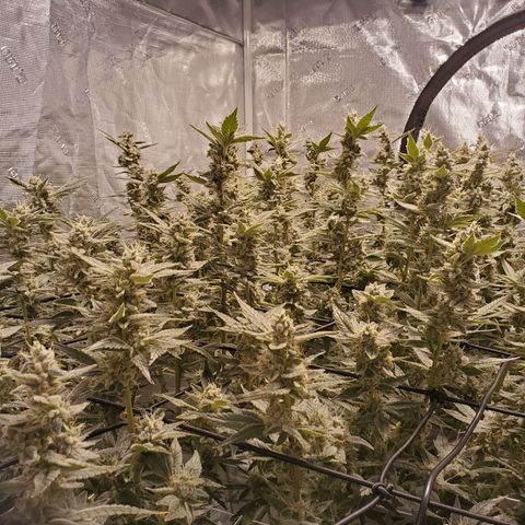 CG/ST growlog timeline photo