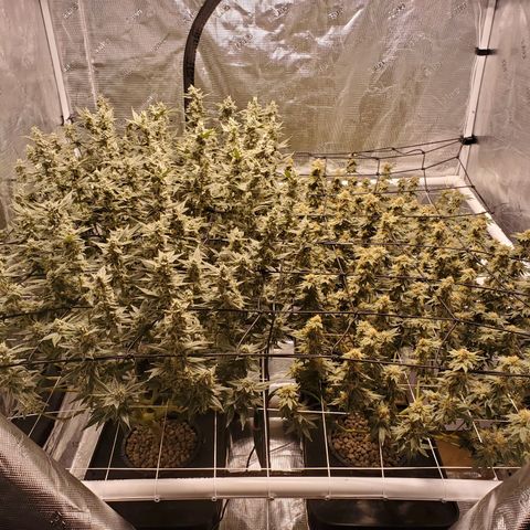 CG/ST growlog timeline photo