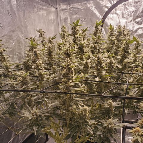 CG/ST growlog timeline photo