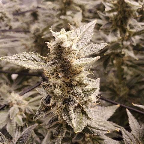 CG/ST growlog timeline photo