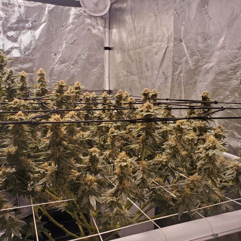 CG/ST growlog timeline photo