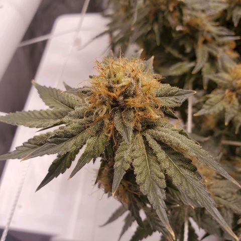 CG/ST growlog timeline photo