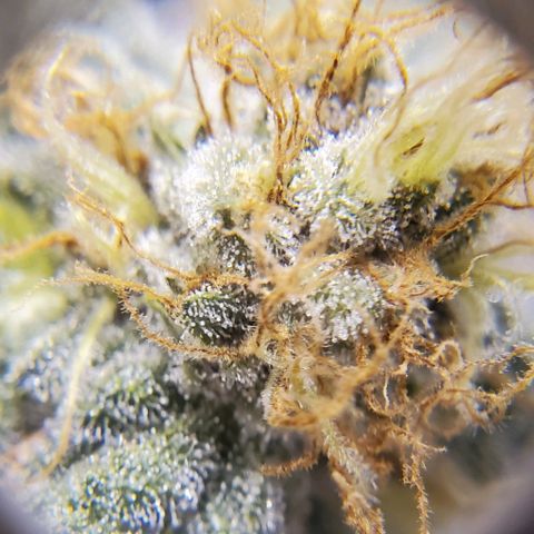 CG/ST growlog timeline photo