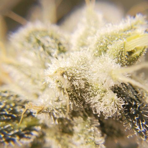 CG/ST growlog timeline photo