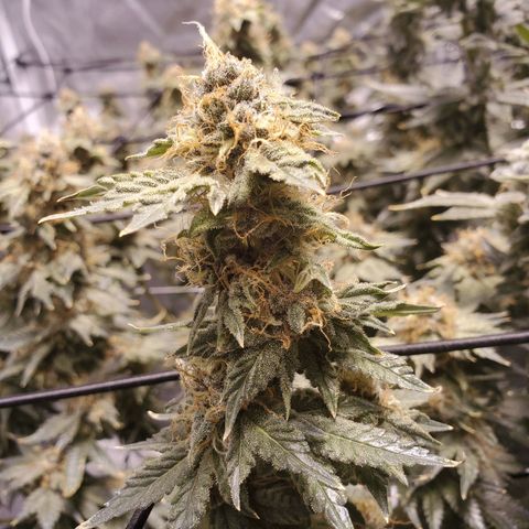 CG/ST growlog timeline photo
