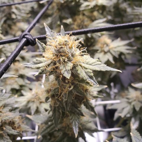 CG/ST growlog timeline photo