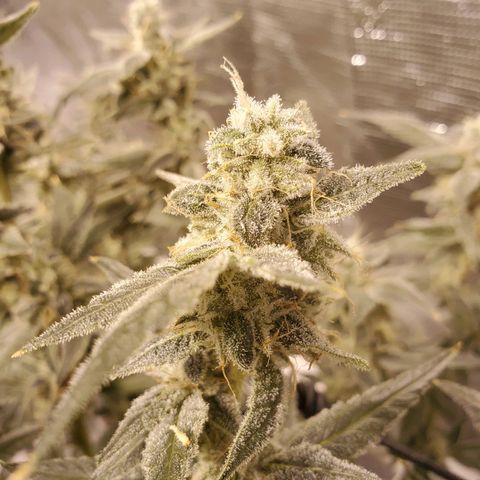 CG/ST growlog timeline photo