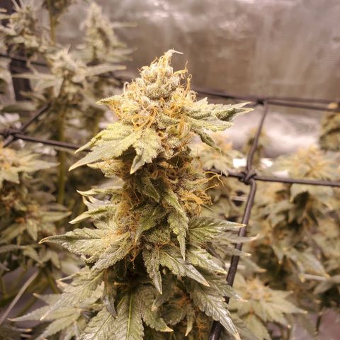 CG/ST growlog timeline photo
