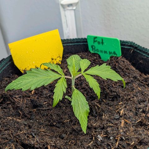 Fat Banana Auto growlog timeline photo