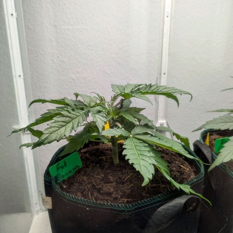 Fat Banana Auto growlog timeline photo
