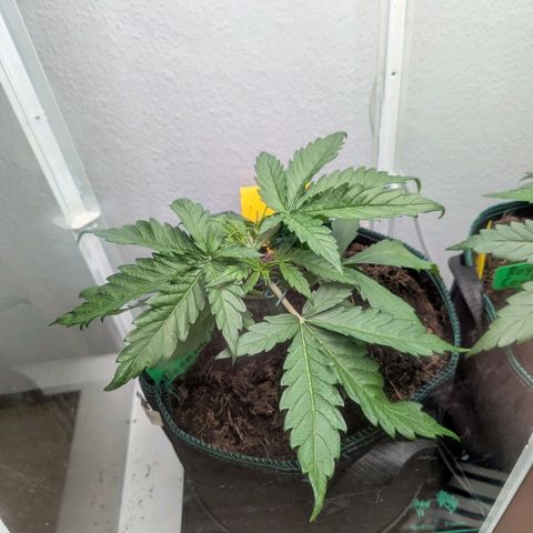 Fat Banana Auto growlog timeline photo
