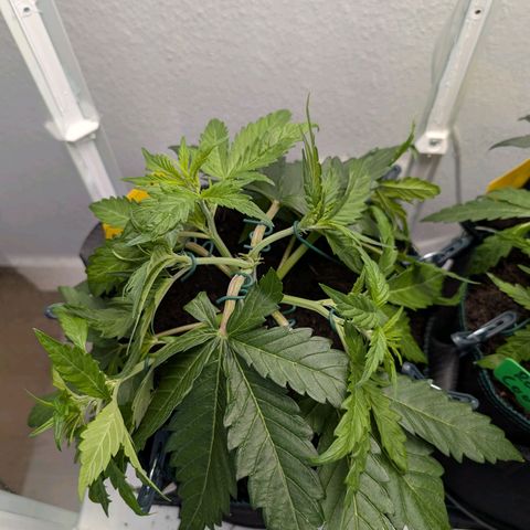 Fat Banana Auto growlog photo: LST