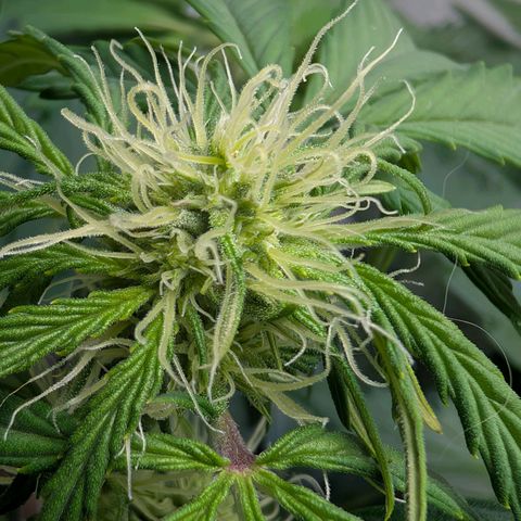 Fat Banana Auto growlog photo: Erde Hydrophobe 