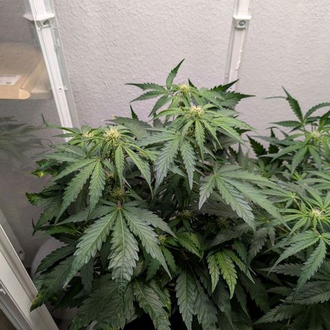 Fat Banana Auto growlog photo: Erde Hydrophobe 