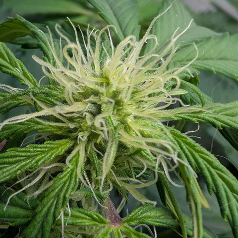 Fat Banana Auto growlog photo: Erde Hydrophobe 