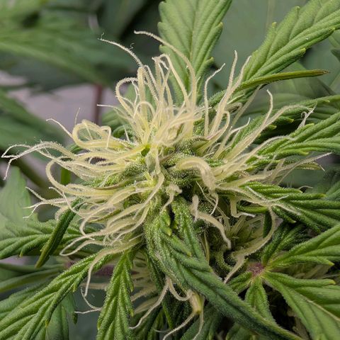 Fat Banana Auto growlog photo: Erde Hydrophobe 