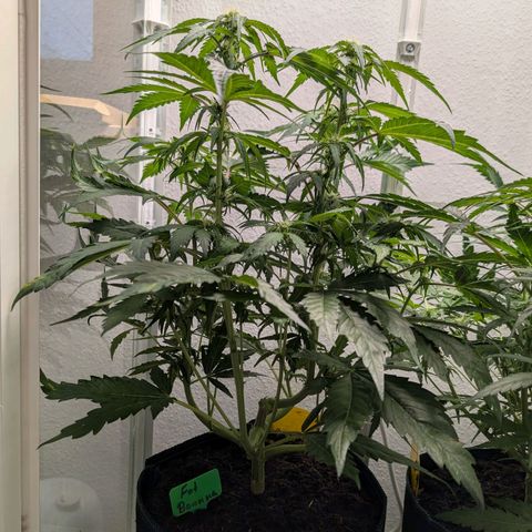 Fat Banana Auto growlog photo: Erde Hydrophobe 
