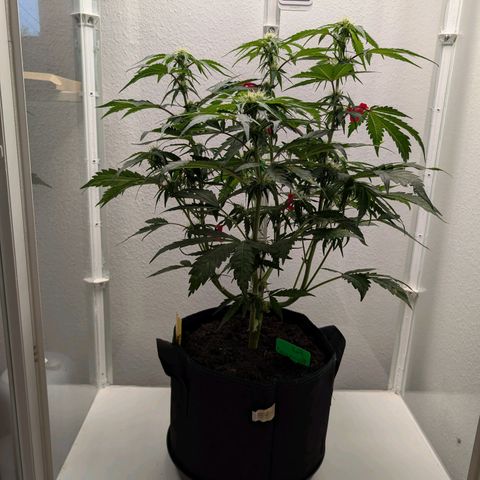 Fat Banana Auto growlog photo: Entlaubt