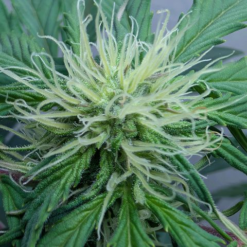 Fat Banana Auto growlog photo: Entlaubt