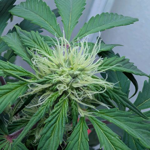 Fat Banana Auto growlog photo: Entlaubt