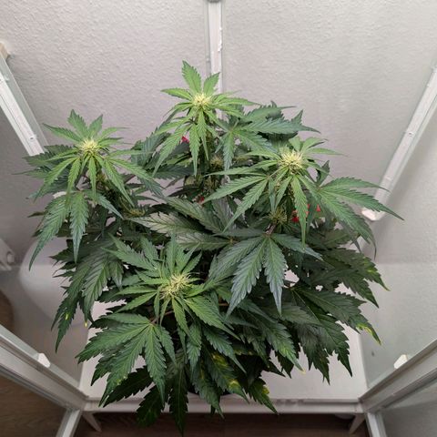 Fat Banana Auto growlog photo: Entlaubt