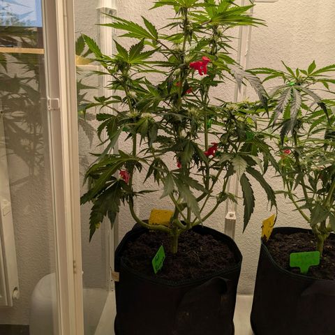 Fat Banana Auto growlog photo: ½ Dünger
Licht auf 85%
Entlaubt