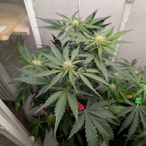 Fat Banana Auto growlog photo: ½ Dünger
Licht auf 85%
Entlaubt