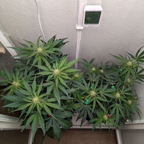 Fat Banana Auto growlog photo: ½ Dünger
Licht auf 85%
Entlaubt
