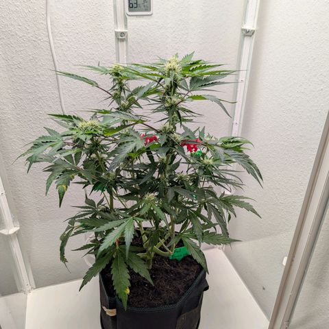 Fat Banana Auto growlog timeline photo