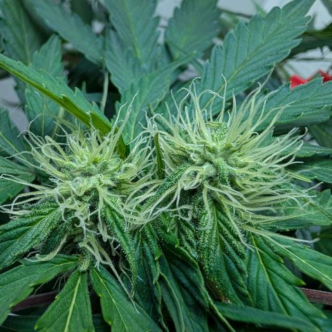 Fat Banana Auto growlog timeline photo