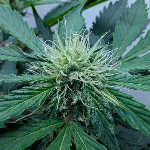 Fat Banana Auto growlog timeline photo