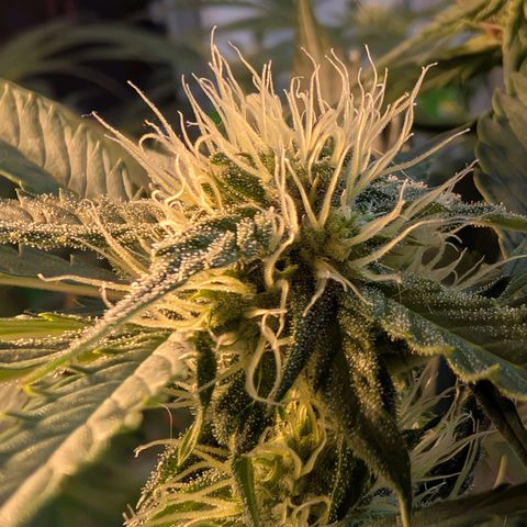 Fat Banana Auto growlog timeline photo