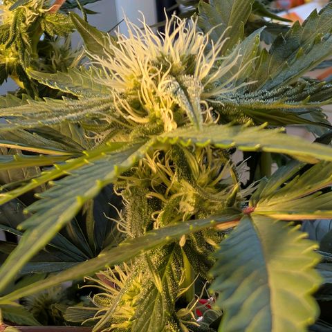 Fat Banana Auto growlog timeline photo