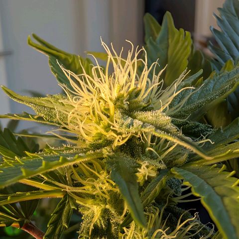 Fat Banana Auto growlog timeline photo