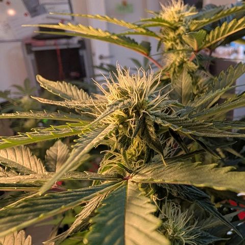 Fat Banana Auto growlog timeline photo