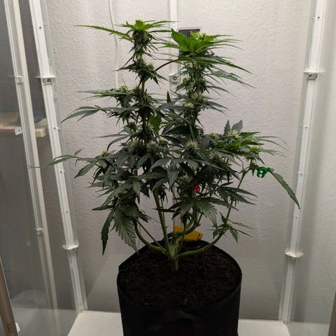 Fat Banana Auto growlog photo: Beide gut entlaubt.
Drainage wenig vorhanden 