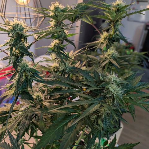 Fat Banana Auto growlog photo: Beide gut entlaubt.
Drainage wenig vorhanden 