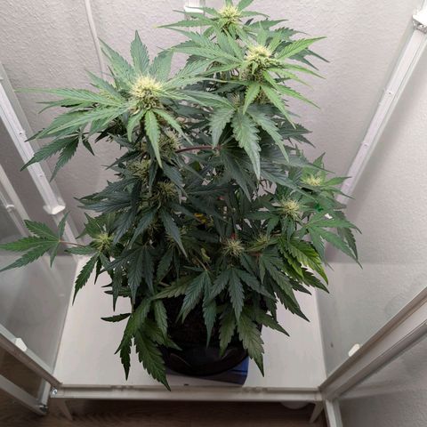Fat Banana Auto growlog photo: Beide gut entlaubt.
Drainage wenig vorhanden 