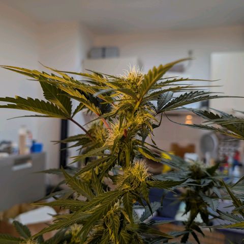 Fat Banana Auto growlog photo: Beide gut entlaubt.
Drainage wenig vorhanden 
