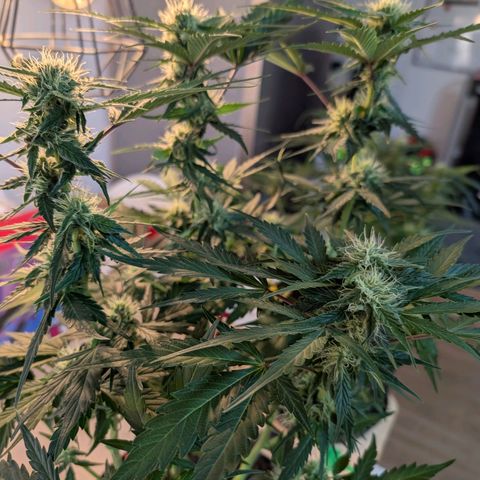 Fat Banana Auto growlog photo: Beide gut entlaubt.
Drainage wenig vorhanden 