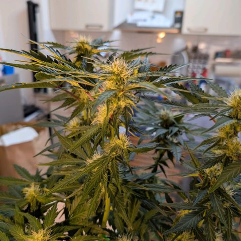Fat Banana Auto growlog photo: Beide gut entlaubt.
Drainage wenig vorhanden 