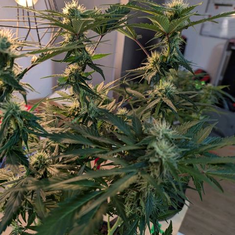 Fat Banana Auto growlog photo: Beide gut entlaubt.
Drainage wenig vorhanden 