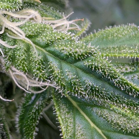 Fat Banana Auto growlog timeline photo