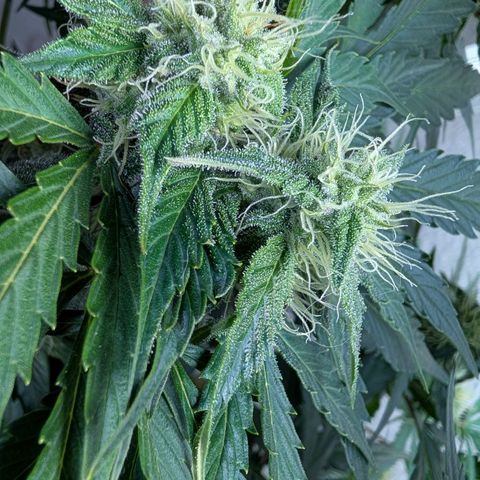 Fat Banana Auto growlog timeline photo
