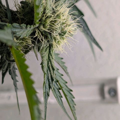 Fat Banana Auto growlog timeline photo