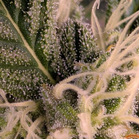 Fat Banana Auto growlog timeline photo